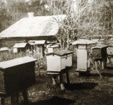 Скитская пасека